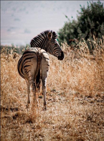 Pilanesberg National Park Experience with MoAfrika Tours